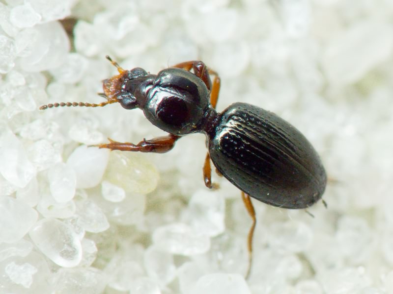 Dyschirius Bonelli, 1810